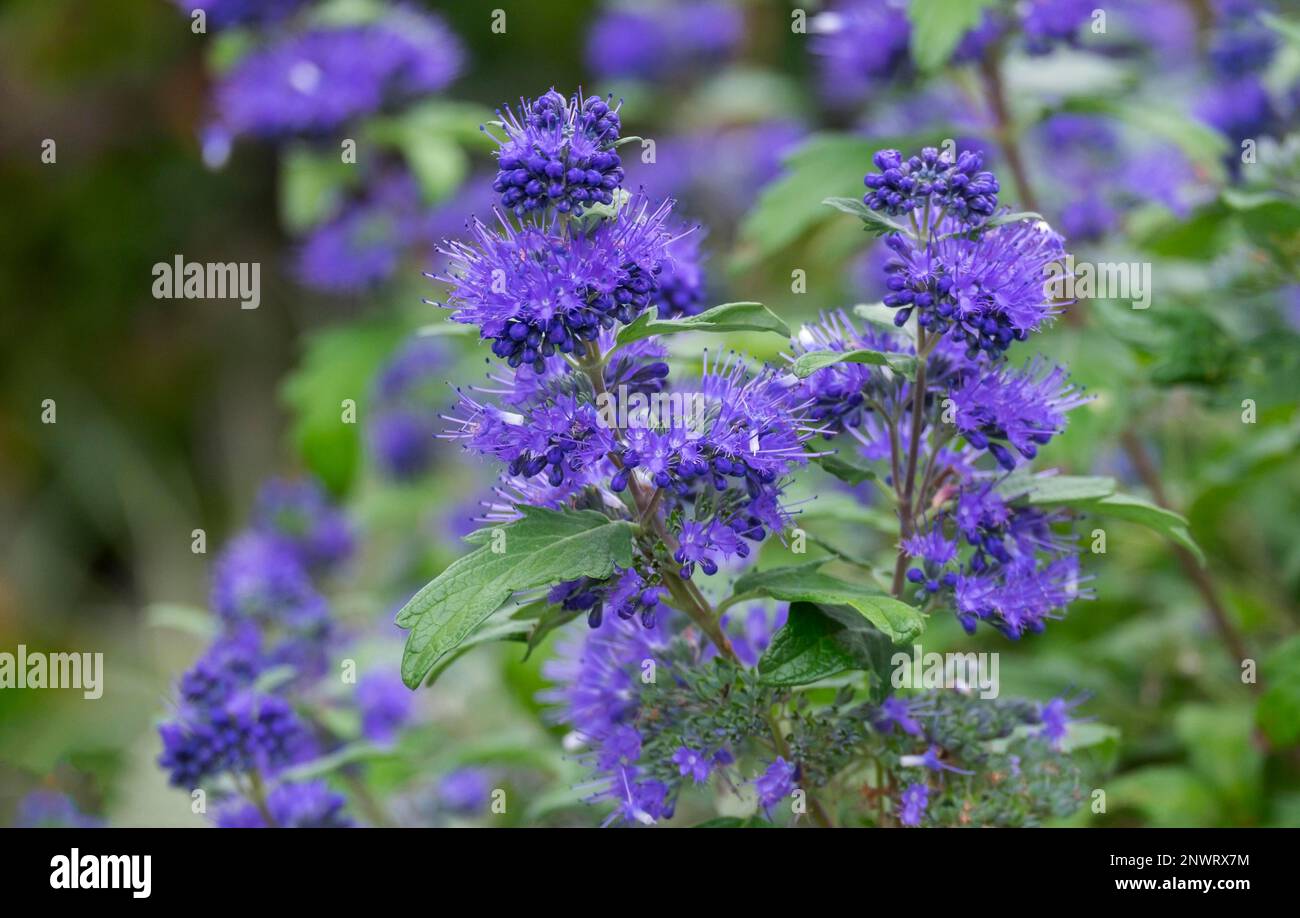 Clandon (Caryopteris x clandonensis) Beard Flower 'Blue Sparrow Banque D'Images