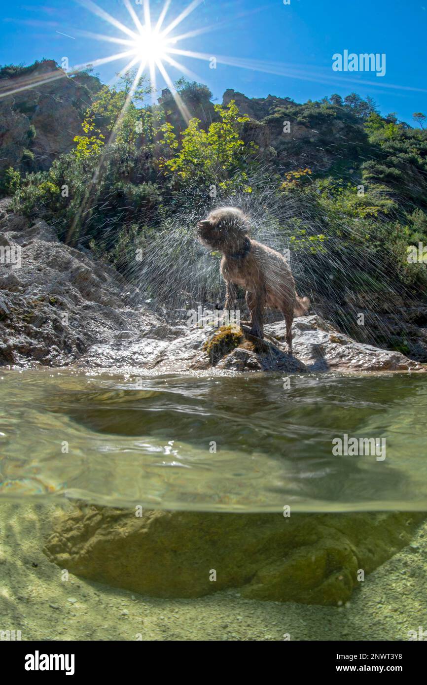 Lagotto Romagnolo Outdoors, homme, chien truffe, Autriche Banque D'Images
