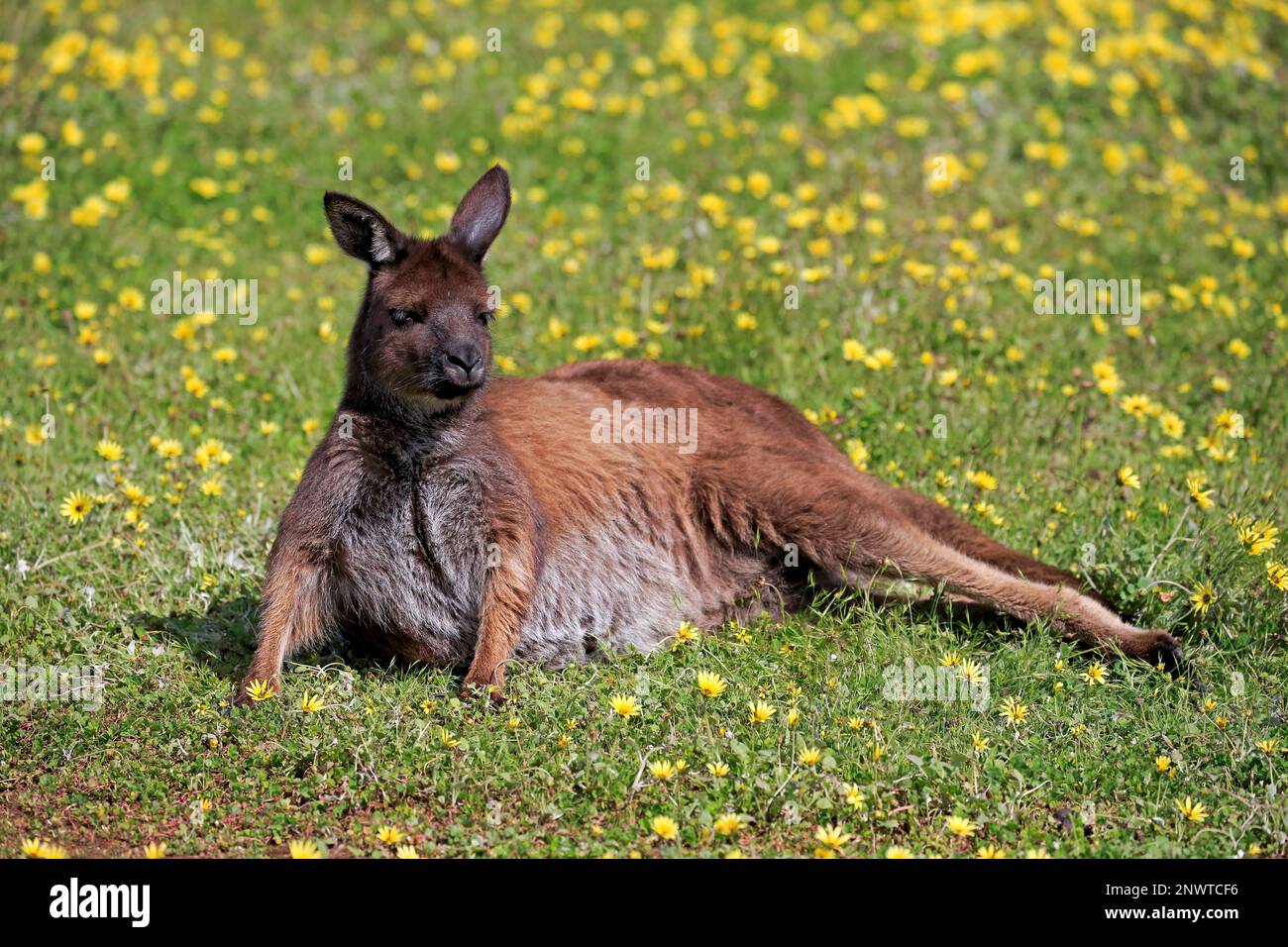 Kangaroo Island (Macropus fuliginosus fuliginosus), adulte se reposant dans un pré, Parndana, Kangaroo Island, Australie méridionale, Australie Banque D'Images