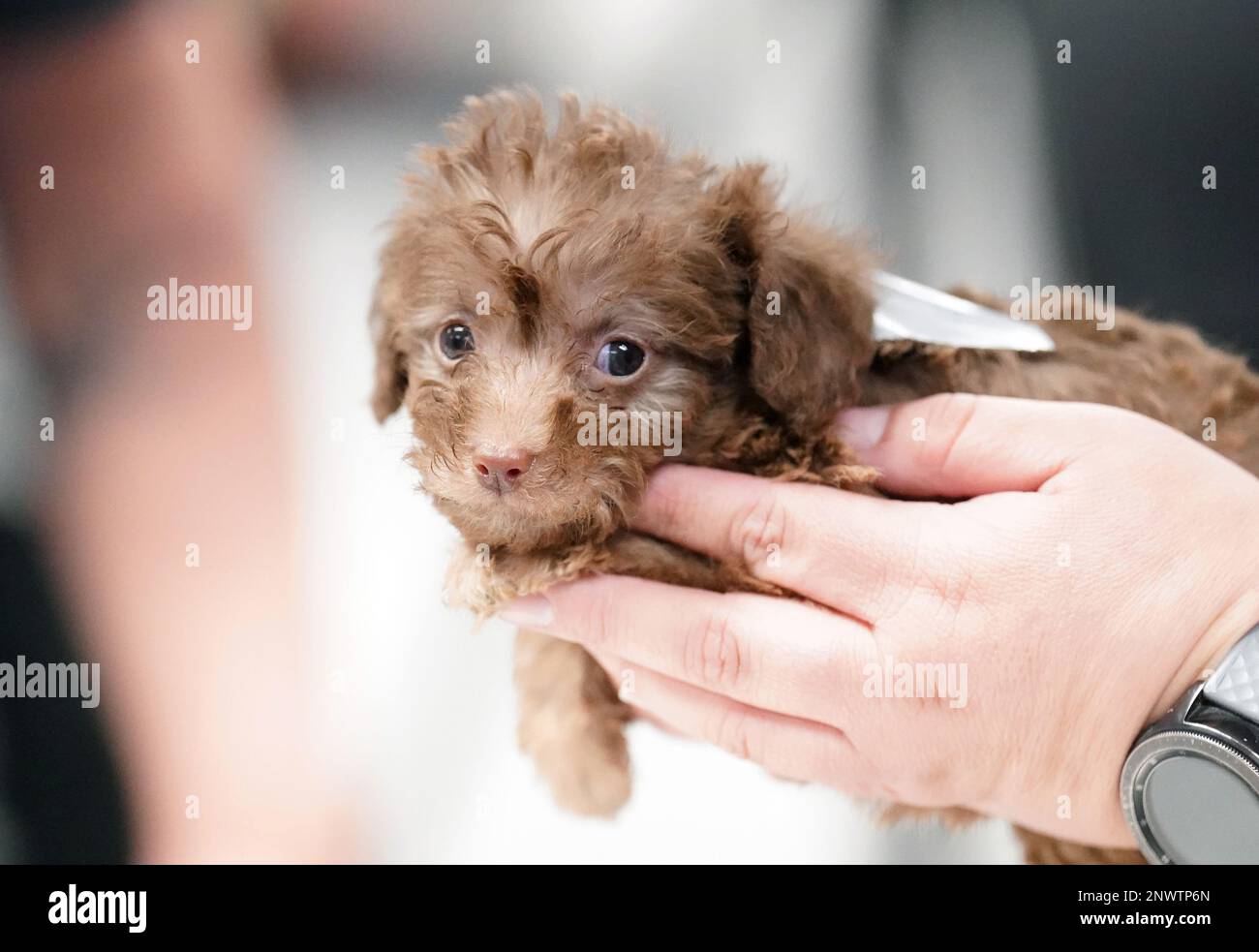 St. Louis, États-Unis. 28th févr. 2023. Un chiot de 5 semaines attend d'être examiné après avoir été secouru par le groupe de travail sur la cruauté envers les animaux de la Humane Society of Missouri, à St. Louis, mardi, 28 février 2023. Le groupe a effectué un sauvetage sur la propriété d'un arder du comté de Newton, Missouri, en récupérant 41 chiens et chiots de race mixte. Les animaux ont été transportés aux installations de la Société Humane à St. Louis pour traitement. Photo par Bill Greenblatt/UPI crédit: UPI/Alay Live News Banque D'Images