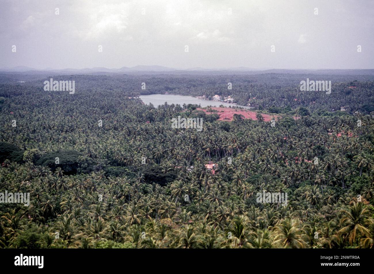 Cocotiers autour de Mahi à Puducherry ou Pondichéry (territoire syndical) . Une scène de la colline d'Ezhimala, Kerala, Inde, Asie Banque D'Images