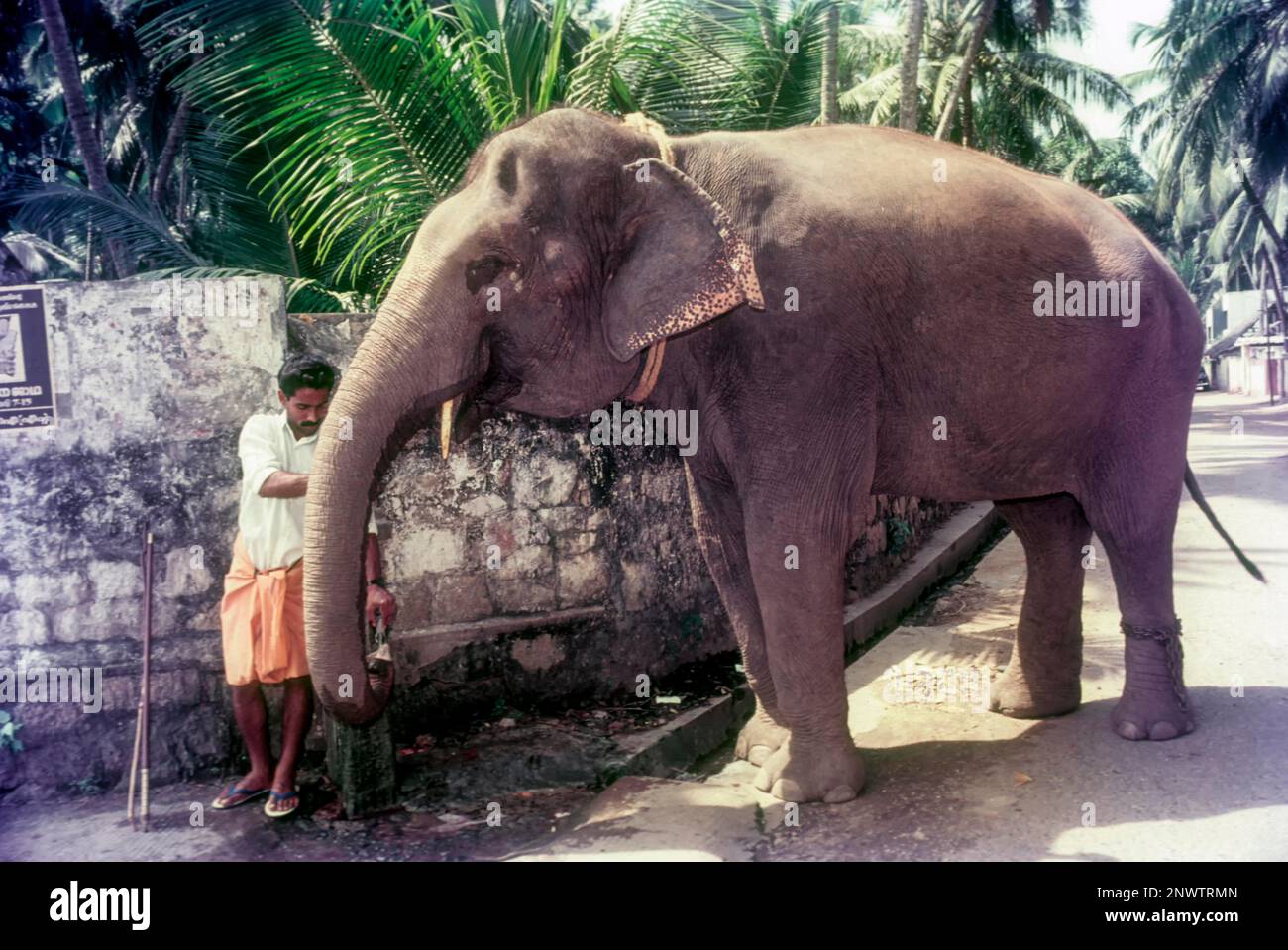 Éléphant de Temple boire de l'eau dans un robinet de rue à Thiruvananthapuram, Kerala, Inde, Asie Banque D'Images
