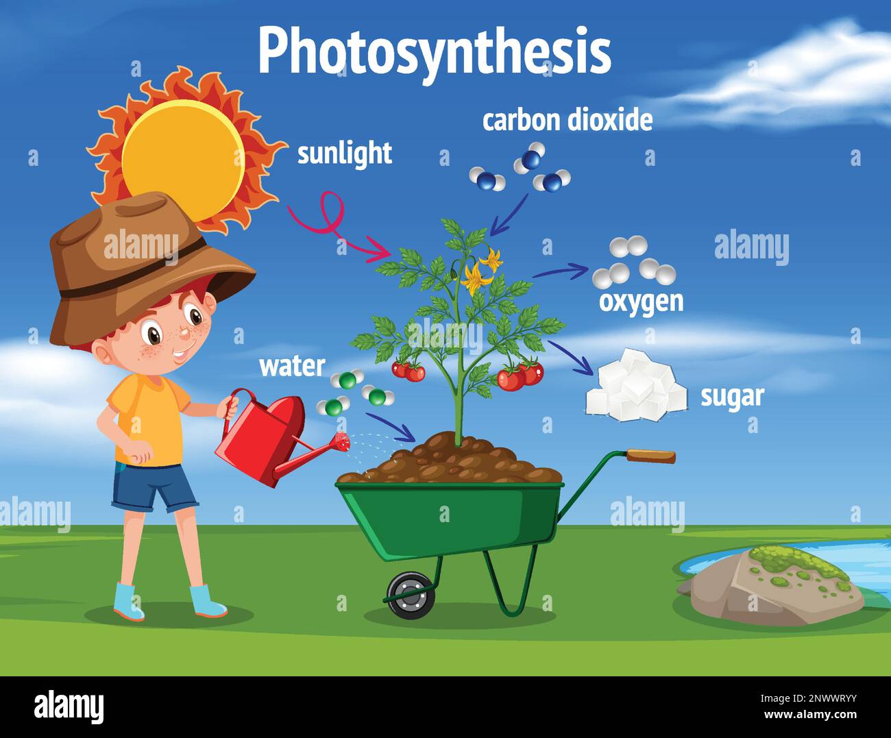 Diagramme de la photosynthèse pour illustration de l'enseignement de la biologie et des sciences de la vie Illustration de Vecteur