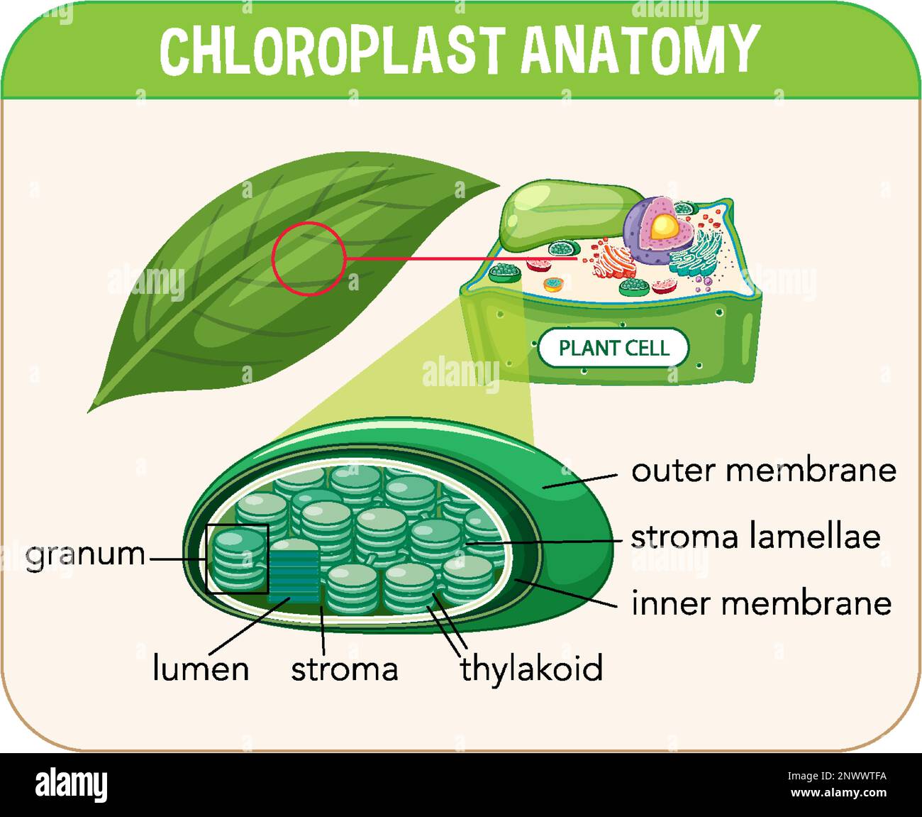 Schéma de l'anatomie chloroplastique pour la biologie et l'enseignement des sciences de la vie Illustration de Vecteur