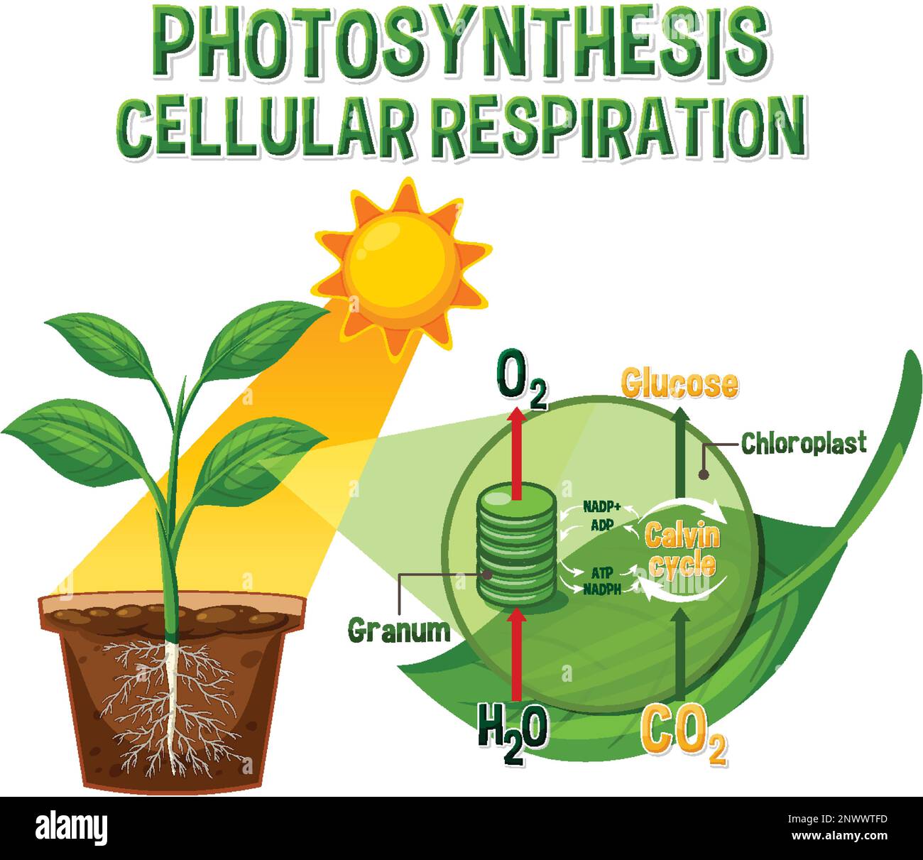 Diagramme de la photosynthèse pour illustration de l'enseignement de la biologie et des sciences de la vie Illustration de Vecteur