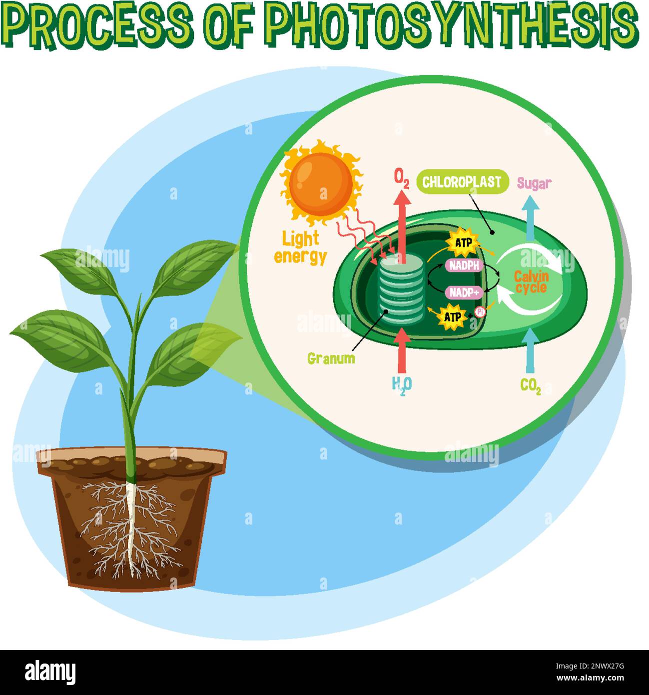 Diagramme de la photosynthèse pour illustration de l'enseignement de la biologie et des sciences de la vie Illustration de Vecteur