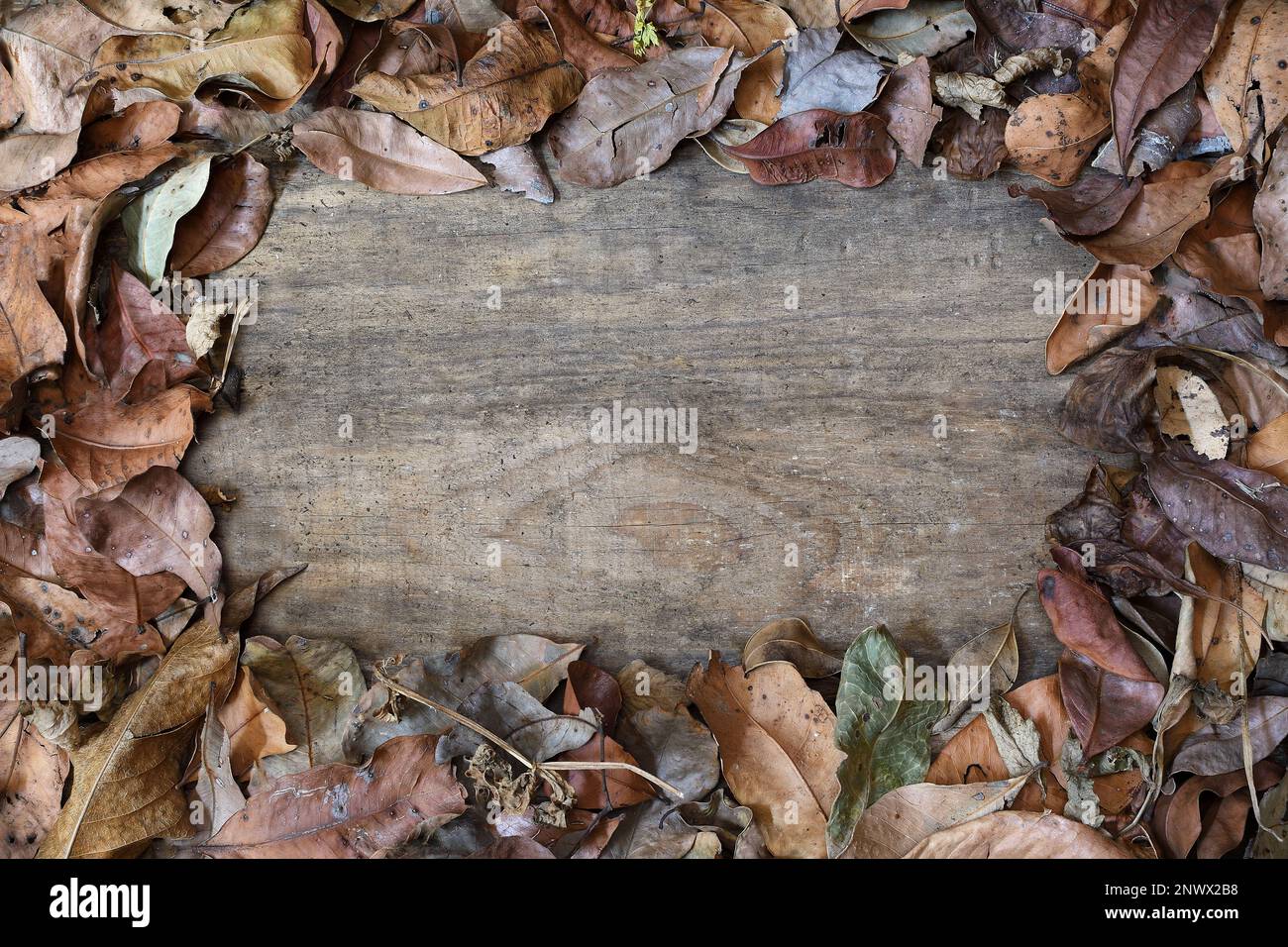 Cadre de bordure, vue de dessus d'une variété de feuilles d'automne/d'automne sèches et flétries sur un morceau de bois rustique en lumière douce avec espace de copie au milieu Banque D'Images