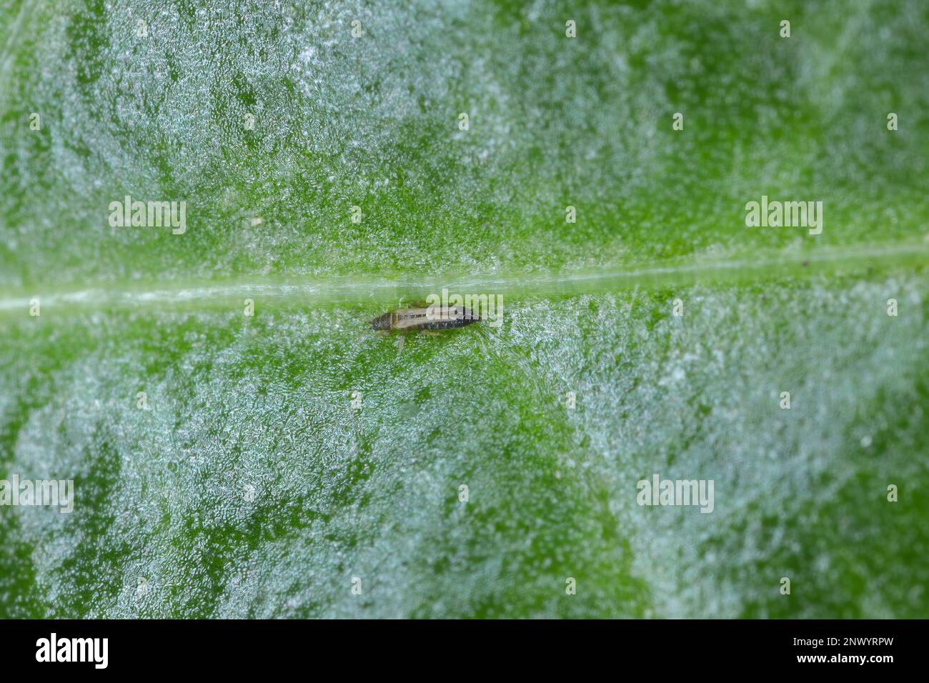 Thrips, thrip Thysanoptera, insecte adulte sur une feuille. Banque D'Images