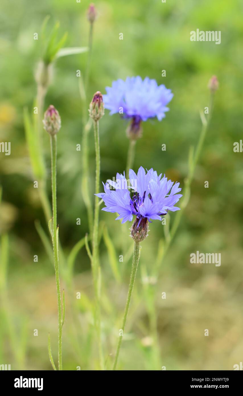 Fleur de maïs Centaurea cyanus gros plan sur fond vert Banque D'Images