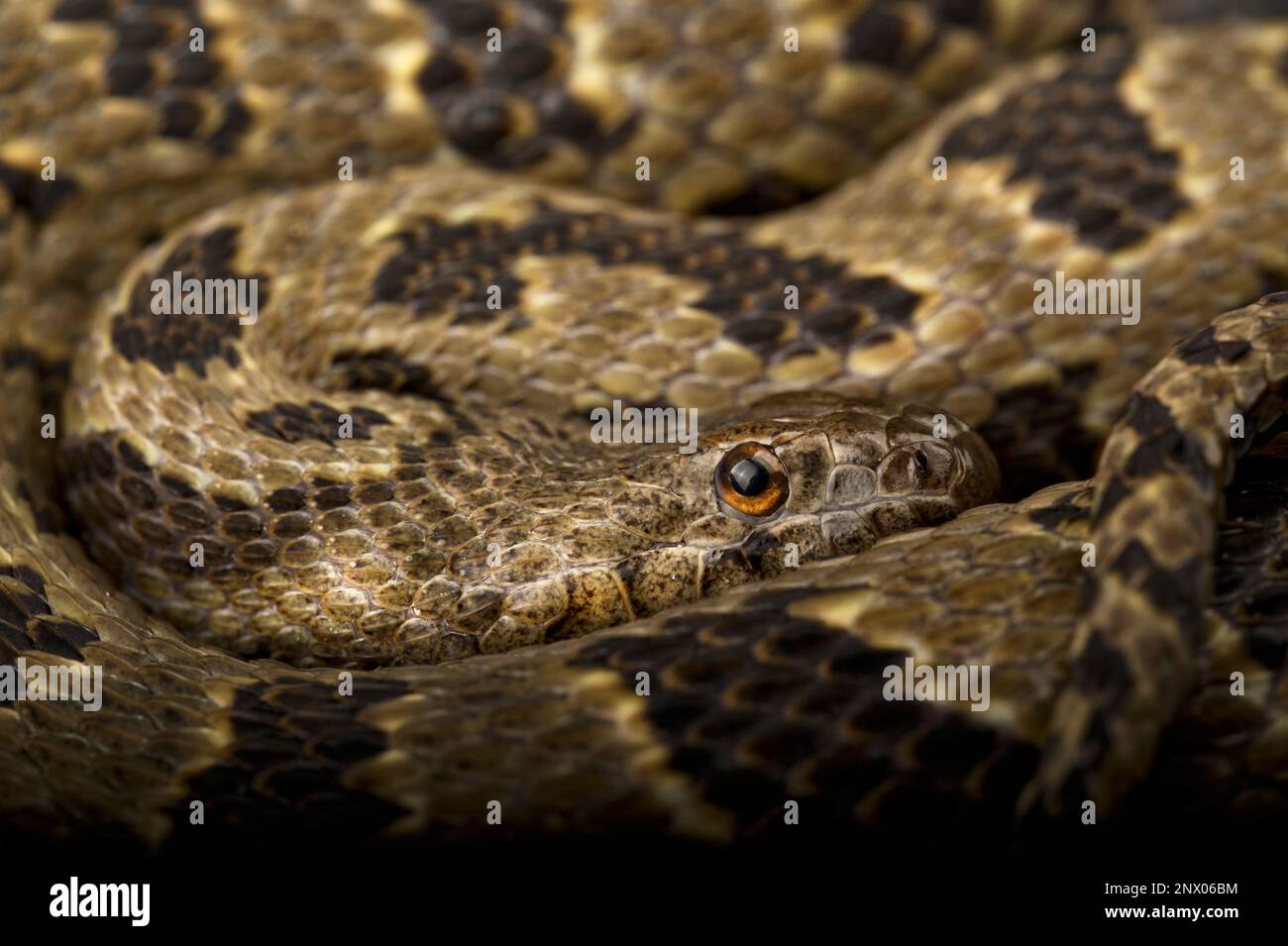 Serpent d'eau brun (Nerodia taxispilota) Banque D'Images