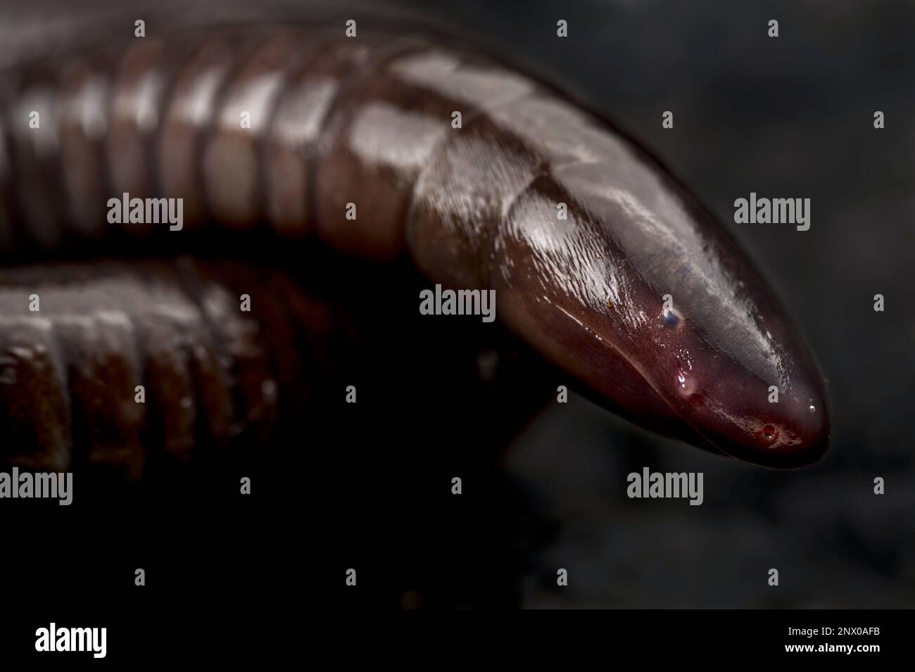 Caecilian à terriers mexicain (Dermosphis mexicanus) Banque D'Images