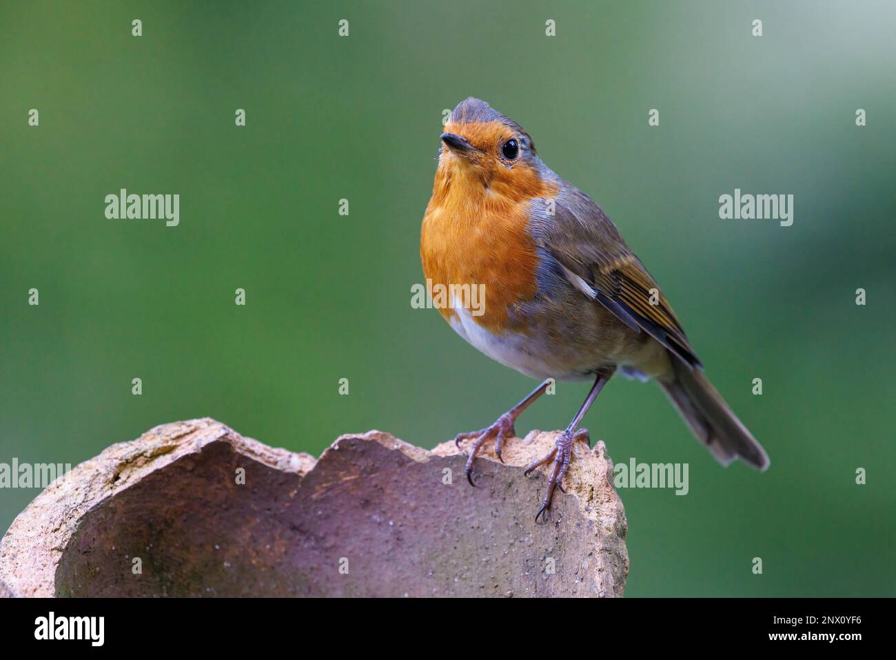 Robin européen [ erithacus rubecula ] sur un pot en terre cuite cassé Banque D'Images