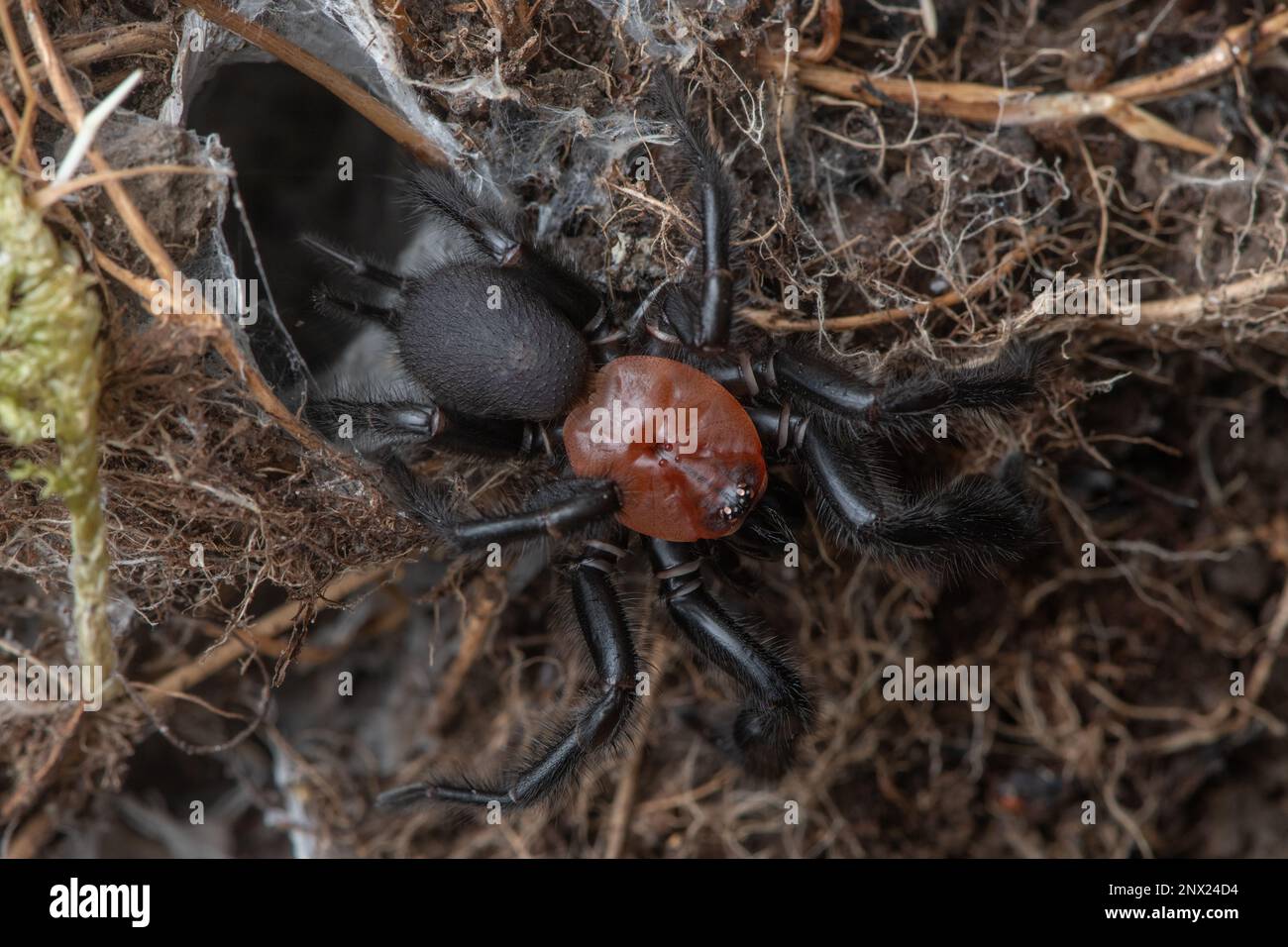 Une araignée noire mâle (Porrhothele antipodiana), un arachnide mygalomorphe endémique à Aotearoa en Nouvelle-Zélande. Banque D'Images