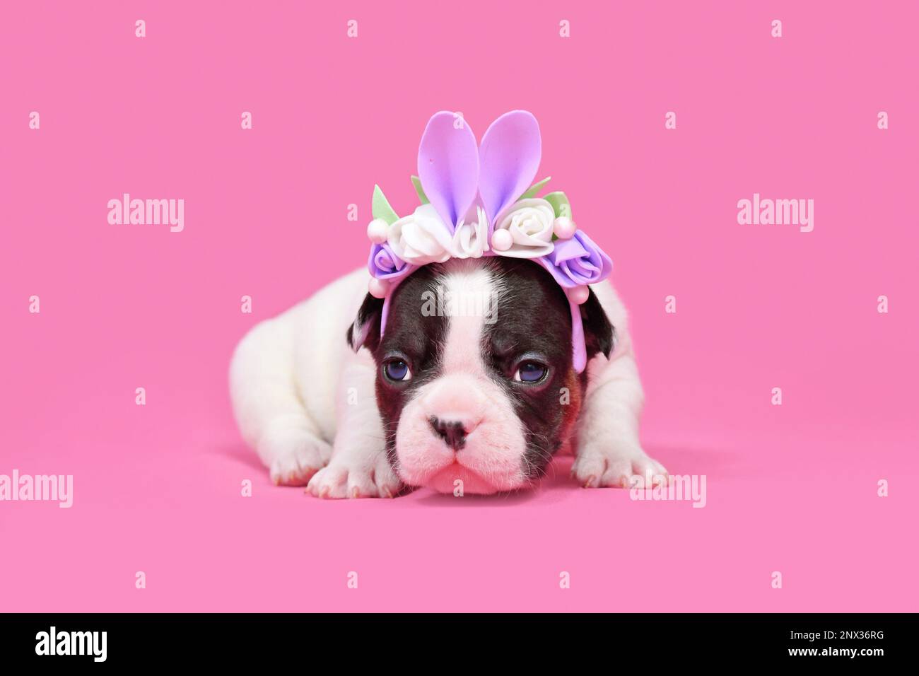 Chien Bulldog français à pied chiot habillé comme un lapin de Pâques avec des oreilles de lapin serre-tête avec des fleurs sur fond rose Banque D'Images