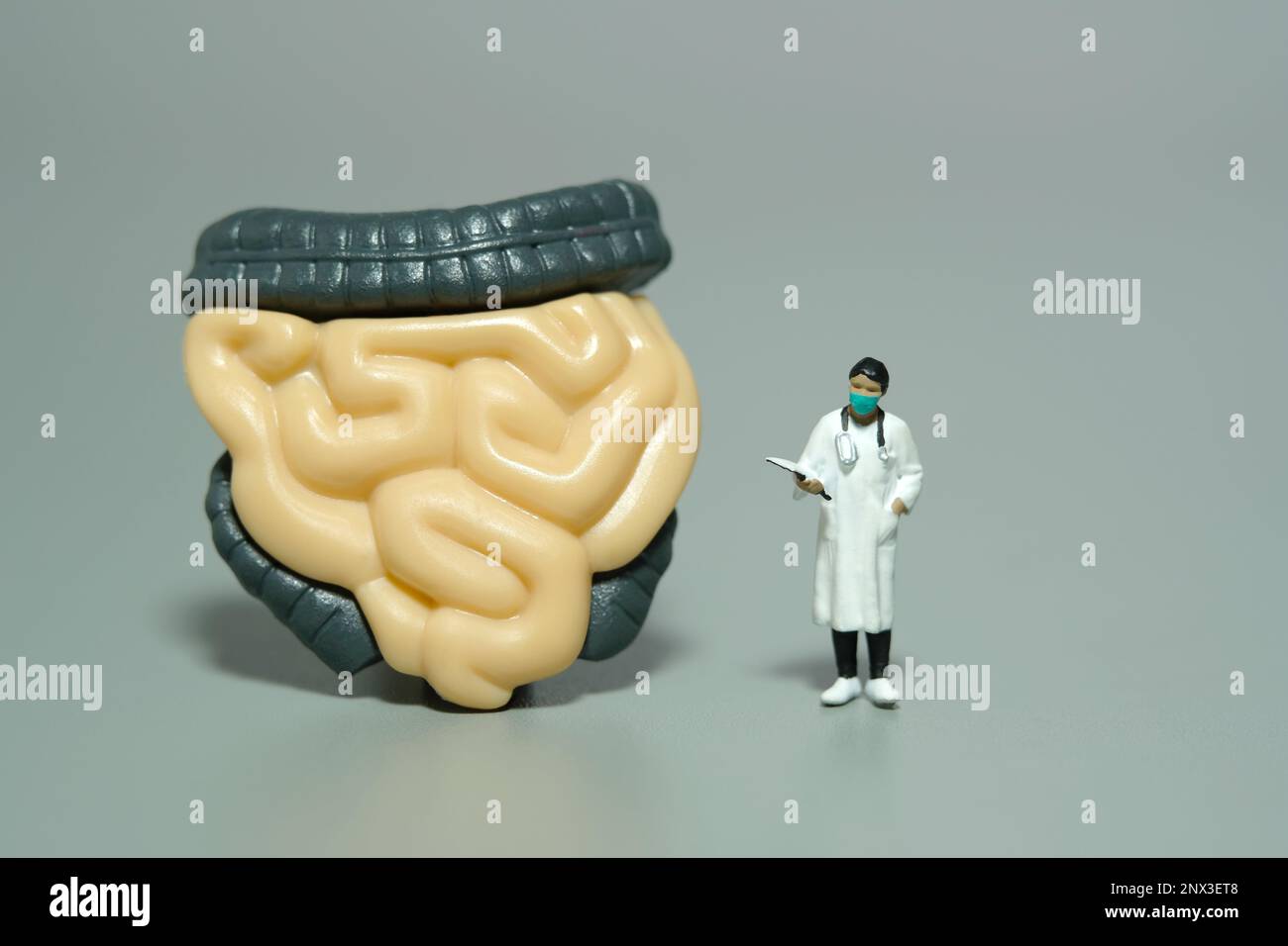 Photographie miniature de personnage de jouet de personnes. Une femme médecin debout devant les organes digestifs. Arrière-plan gris isolé. Photo d'image Banque D'Images