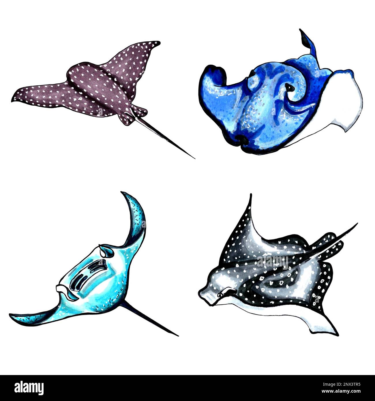 Ensemble de stingray marron, bleu, noir et bleu aqua. Illustration JPEG animaux marins. Banque D'Images