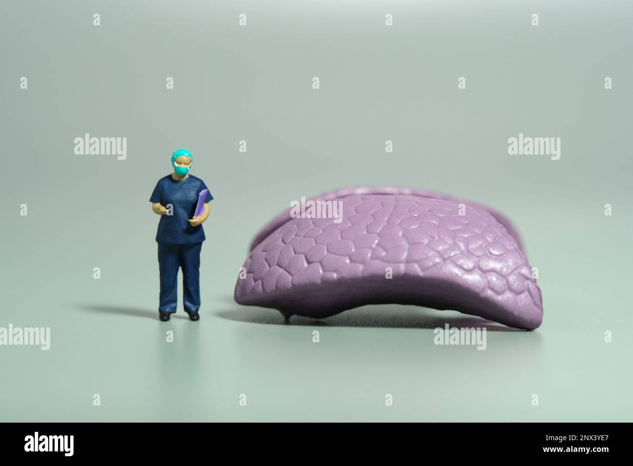 Photographie miniature de personnage de jouet de personnes. Une femme médecin chirurgien tenant le presse-papiers debout à côté de l'organe du cerveau. Arrière-plan gris isolé. Photo d'image Banque D'Images