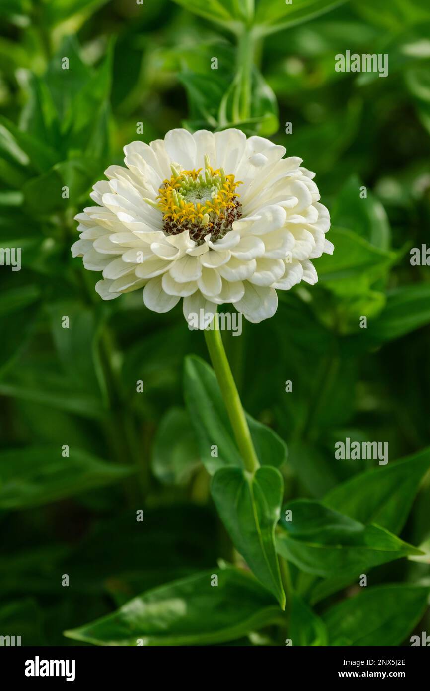 Zinnia elegans blanc géant de Benary, Dahlia fleuri Zinnia Banque D'Images