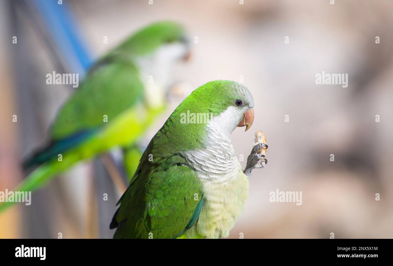 01/03/2023 Monk Parakeets également connu sous le nom de Quaker Parrots dans la marina de Caleta de Velez, Torre del Mar, Espagne Banque D'Images