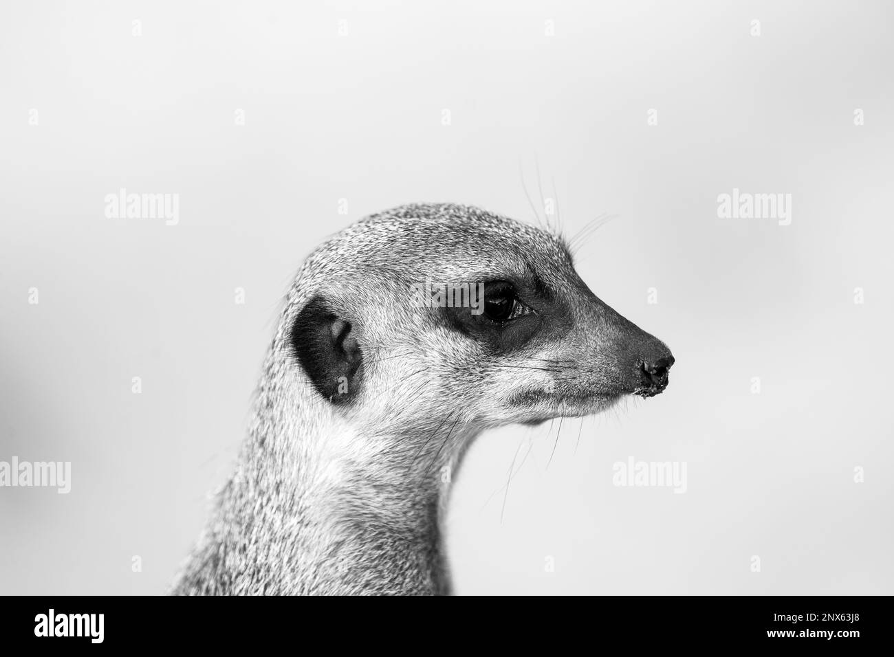 Portrait d'un meerkat. Suricata suricata. Banque D'Images