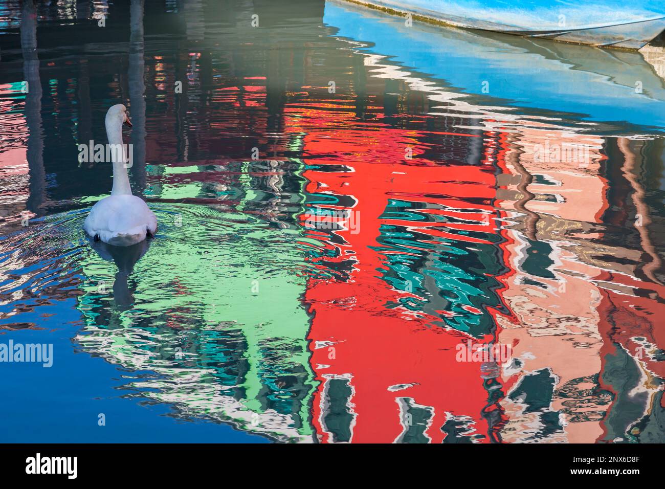 Cygne nageant sur des reflets de maisons aux couleurs vives dans les eaux du canal à Burano, Venise, Italie en février Banque D'Images