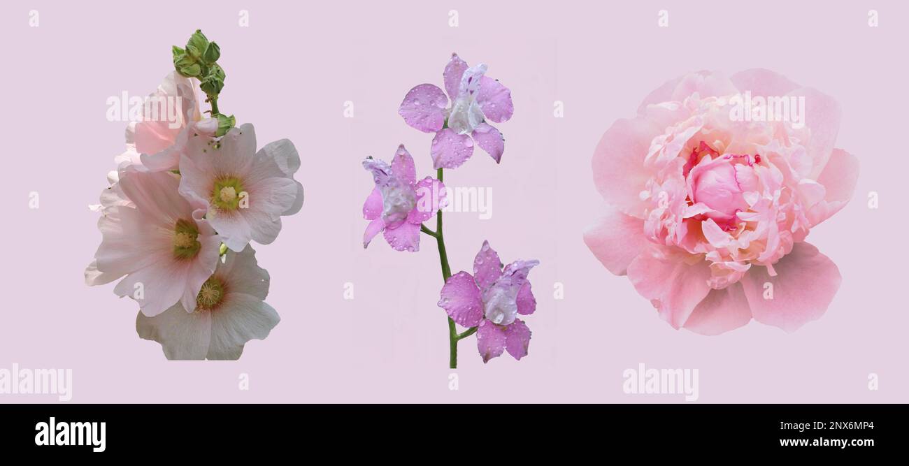Fleurs de pivoine, de Mallow et de Delphinium sur fond rose. Banque D'Images