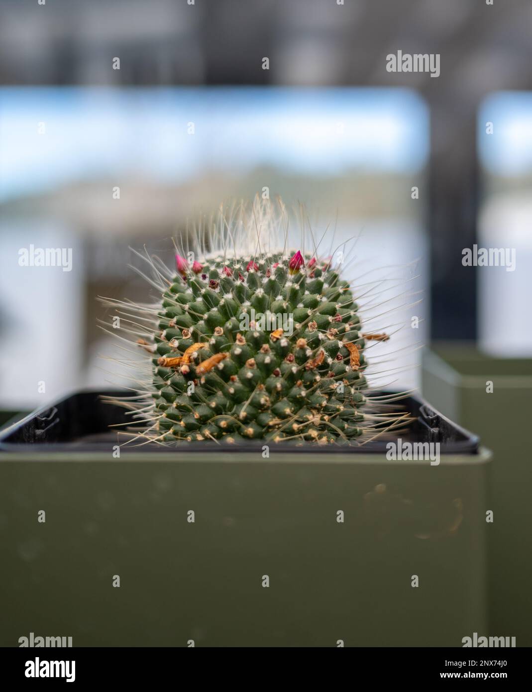 Trouver la beauté dans le désert : une photo unique et dynamique d'un Cactus majestueux Banque D'Images