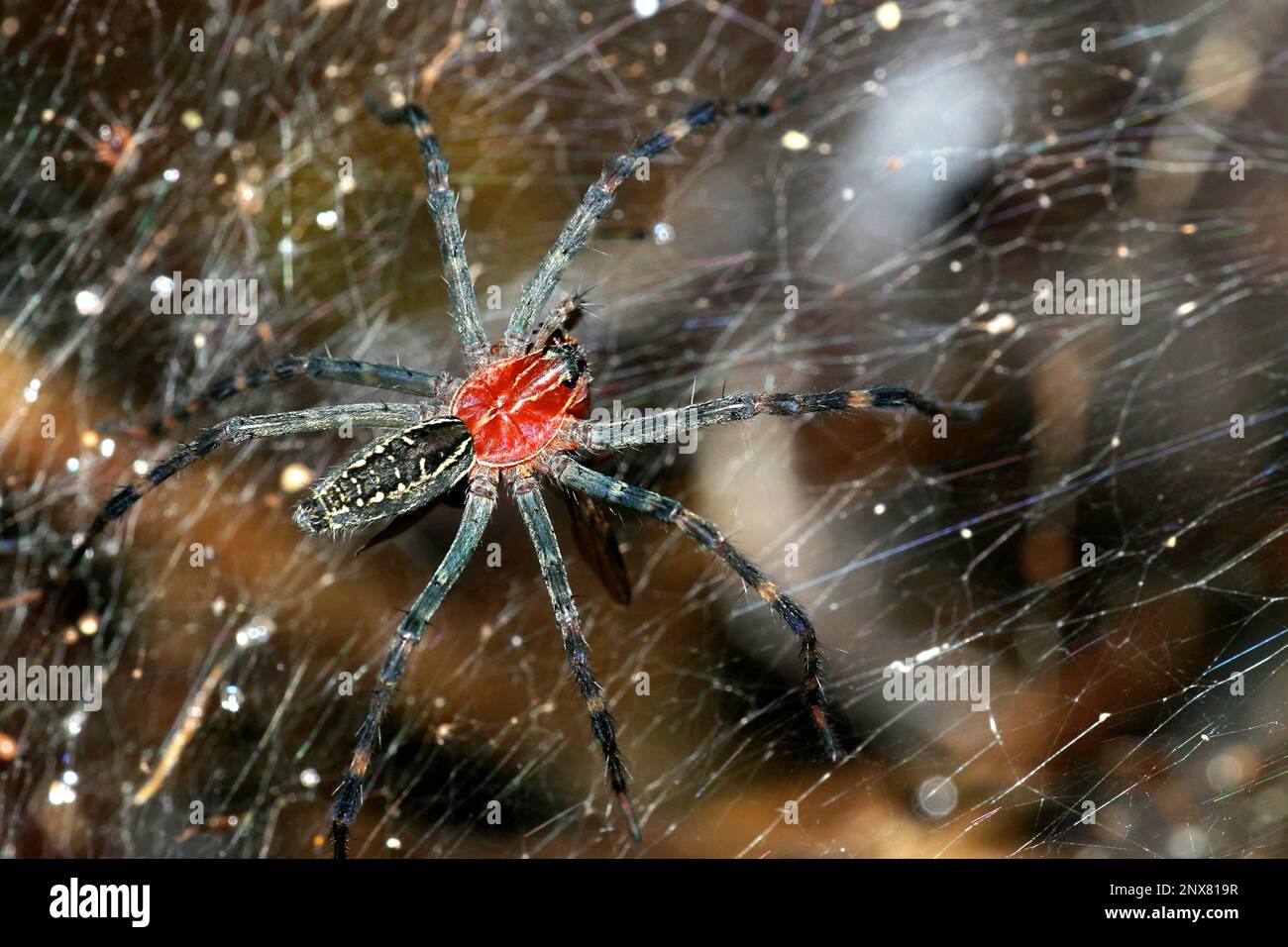 Araignée, forêt tropicale, bassin de la rivière Napo, Amazonie, Equateur, Amérique Banque D'Images