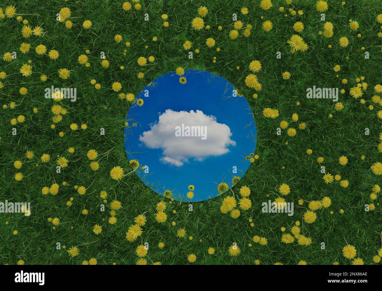3d rendu d'un miroir circulaire reflétant un nuage blanc unique et entouré de pissenlits jaunes. Concept de pose plate de style nature Banque D'Images