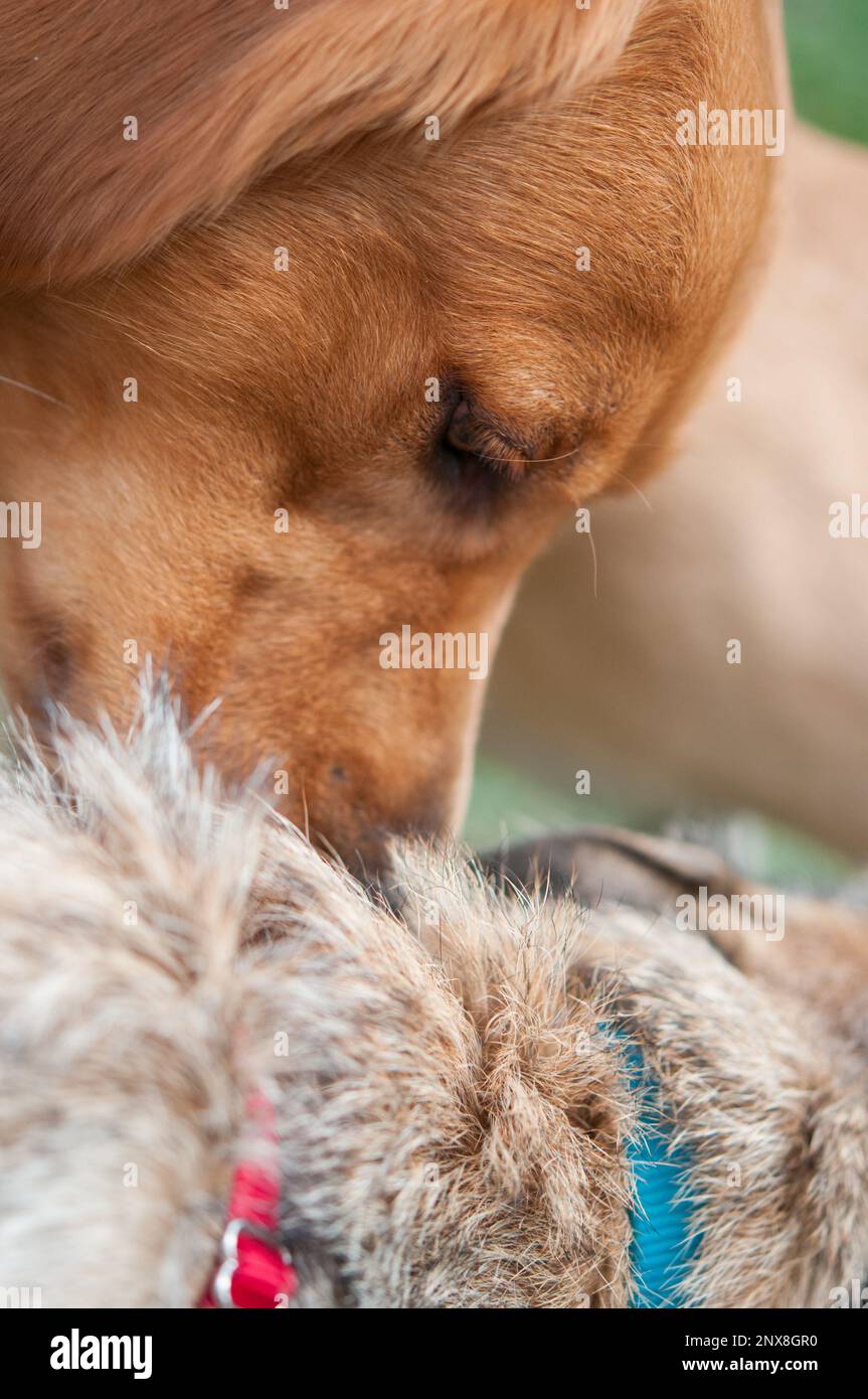 Gros plan d'une tête de chien près de la fourrure d'un autre chien Banque D'Images