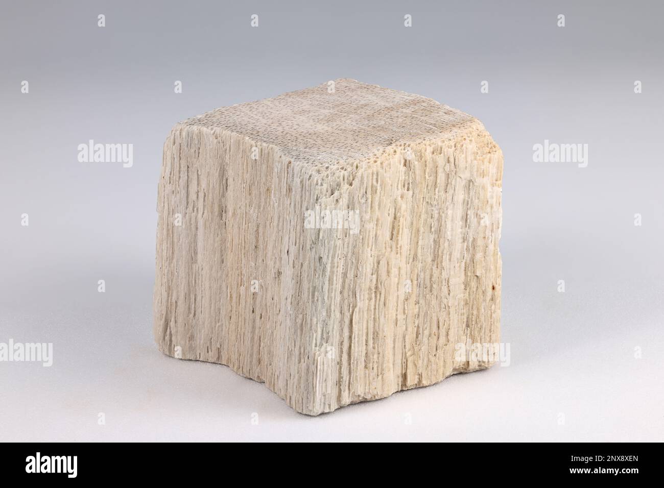L'opale de bois est une forme de bois pétrifié ou de bois opalisé Banque D'Images