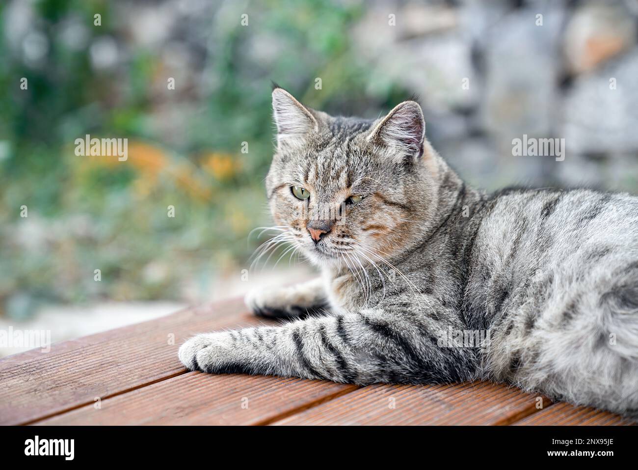 Le chat à pois gris est détendu sur le sol de la véranda sur fond de jardin, portrait rapproché Banque D'Images