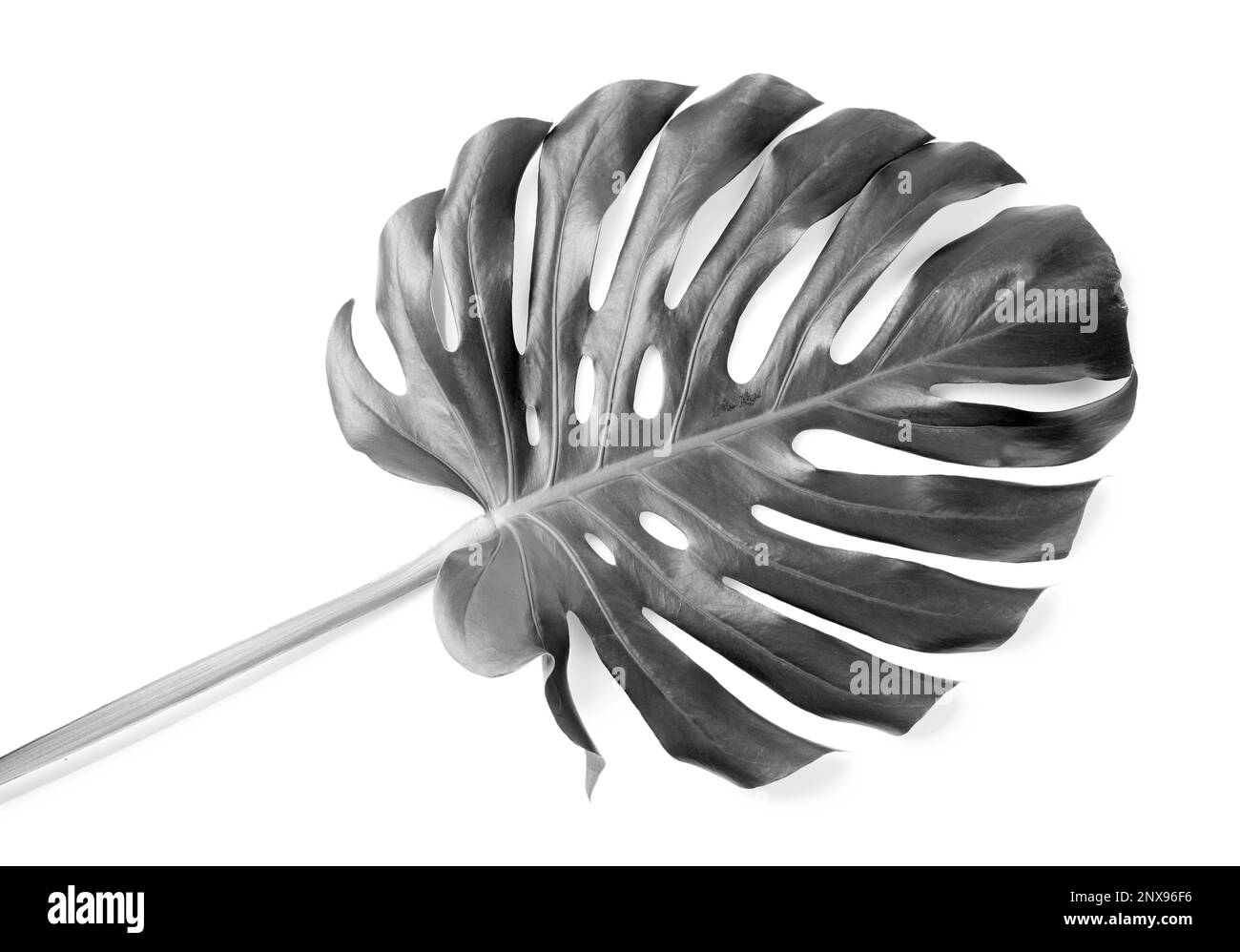 Feuille de Monstera tropicale sur fond clair. Ton noir et blanc Banque D'Images