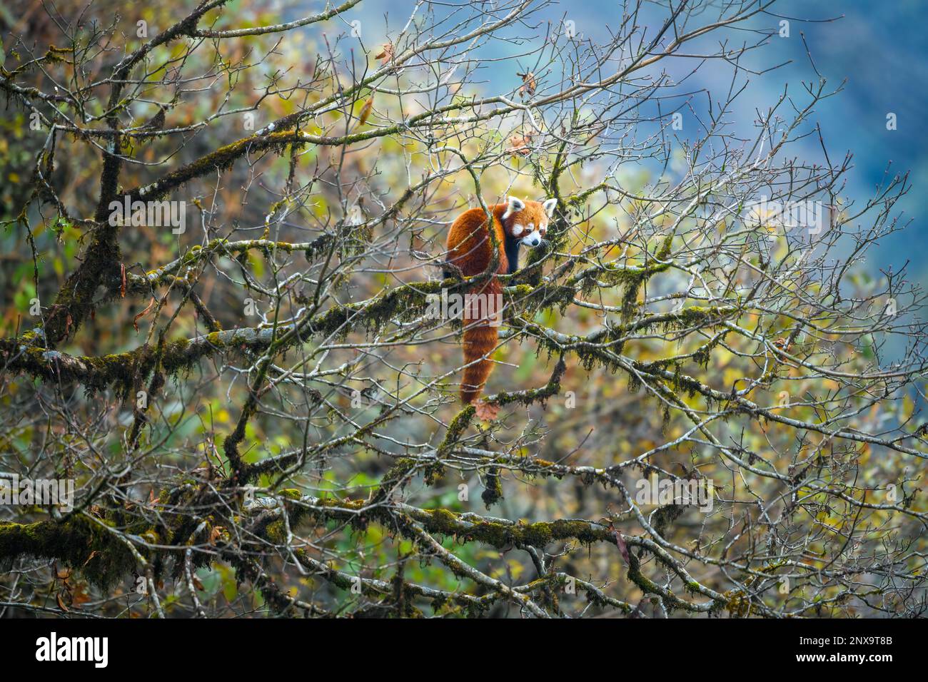 Une panda rouge dans son habitat perchée sur un arbre à noix en chêne mousse à l'intérieur d'une vallée de l'Himalaya Banque D'Images