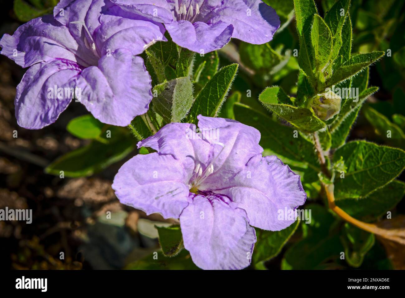 Jardin de plantes indigènes de l'arrière-cour -- pétunia sauvage (Ruellia simplex) à Ludington, Michigan, États-Unis Banque D'Images