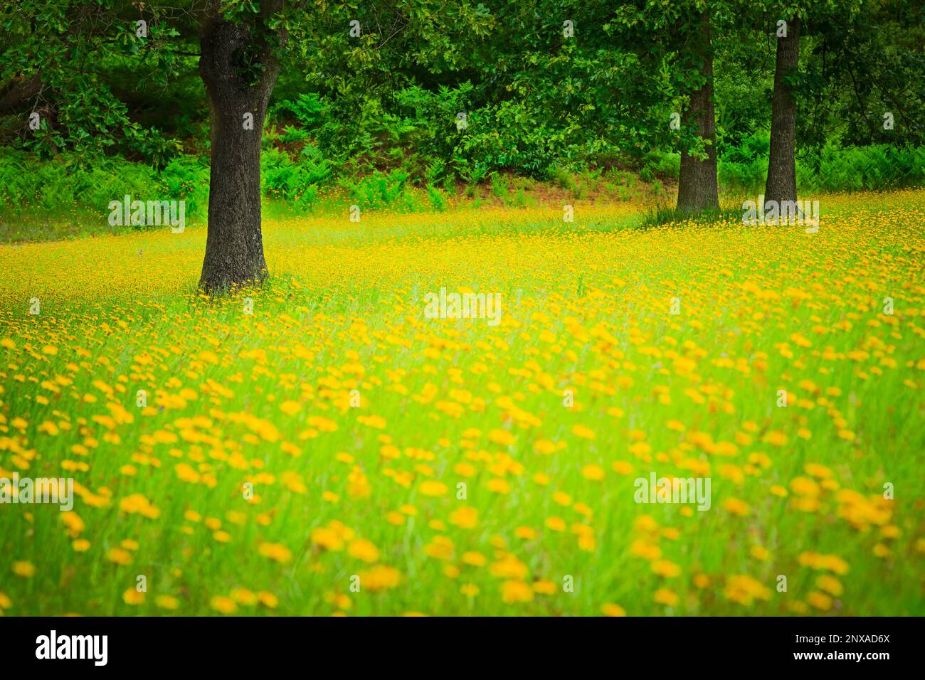 Champ de fleurs jaunes dans le comté de Mason, Michigan, États-Unis Banque D'Images