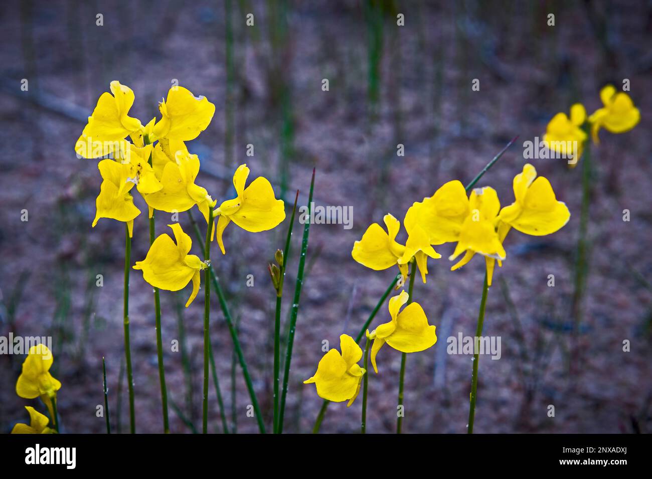 Horned Bladderwort(Utricularia cornuta), dunes du parc national de Ludington près de Ludington, Michigan, États-Unis Banque D'Images