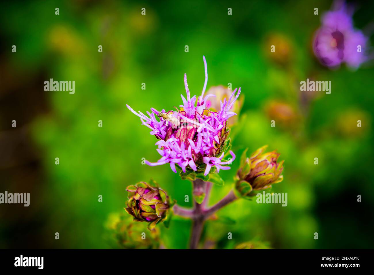 Jardin de plantes indigènes d'arrière-cour -- étoile blazante cylindrique (Liatris cylindracea) à Ludington, Michigan, Etats-Unis Banque D'Images