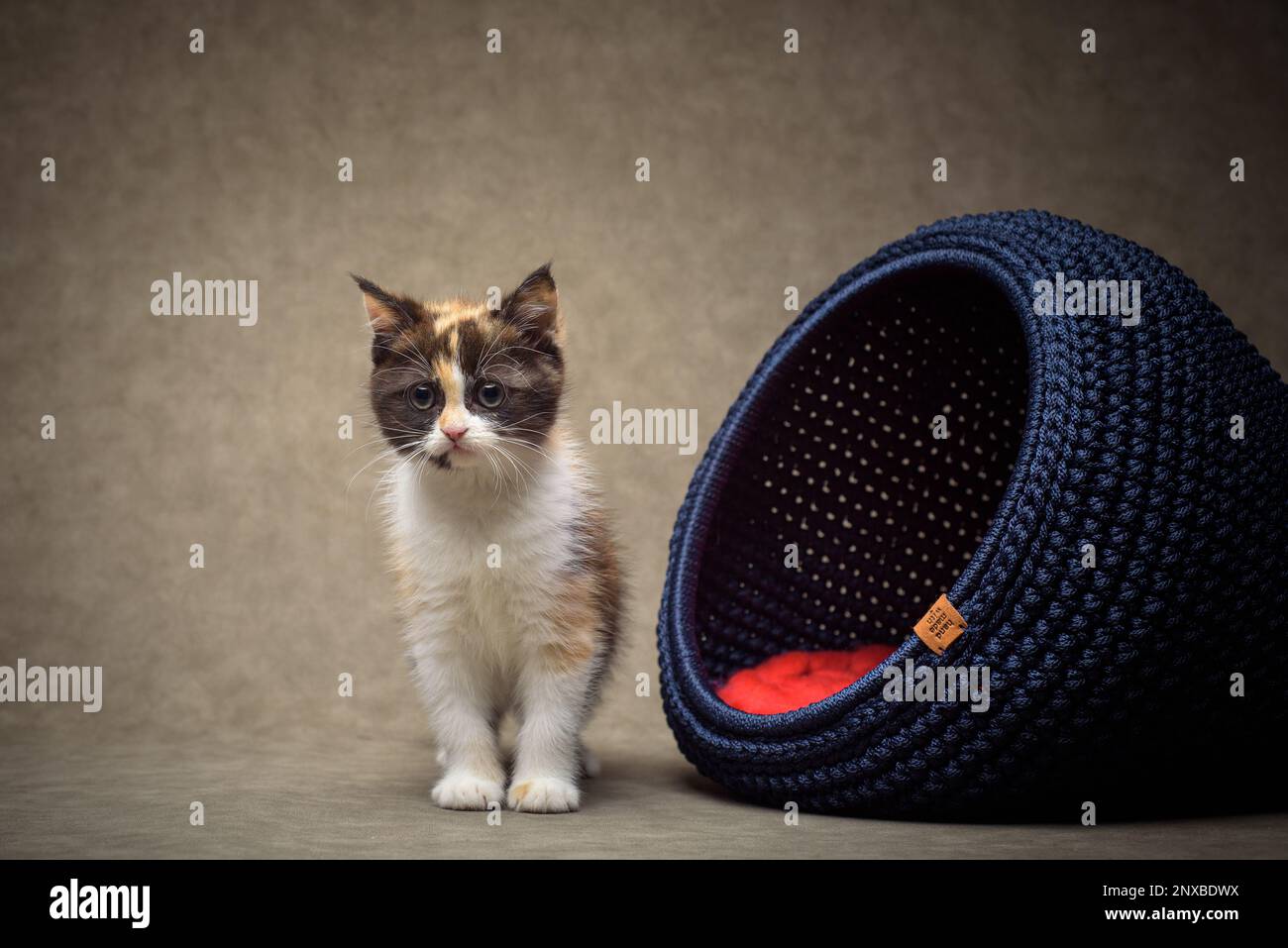 Gros plan d'un chaton mouffin debout à côté d'un panier Banque D'Images Gros plan d'un chaton mouffin debout à côté d'un panier Banque D'Images