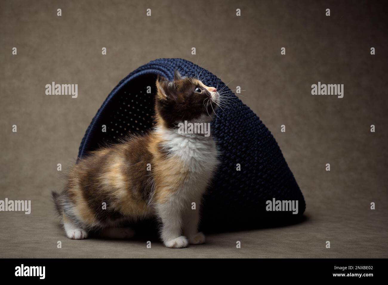 Gros plan d'un chaton mouffin debout à côté d'un panier Banque D'Images Gros plan d'un chaton mouffin debout à côté d'un panier Banque D'Images