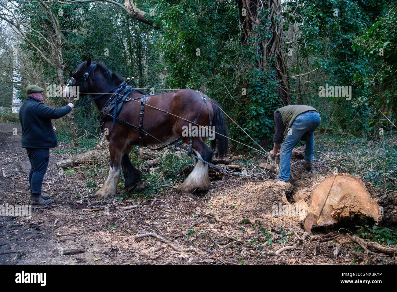 Londres, Royaume-Uni. 1st mars 2021. Shire Horse aide à éliminer la nature sauvage de Chiswick. Londres, Royaume-Uni. William, 17hh ans, secouru Shire Horse gelding, aide Tom Nixon, de l'opération Centaur, à éliminer les arbres morts ou morts du désert dans les terres de Chiswick House. Crédit : Peter Hogan/Alay Live News Banque D'Images