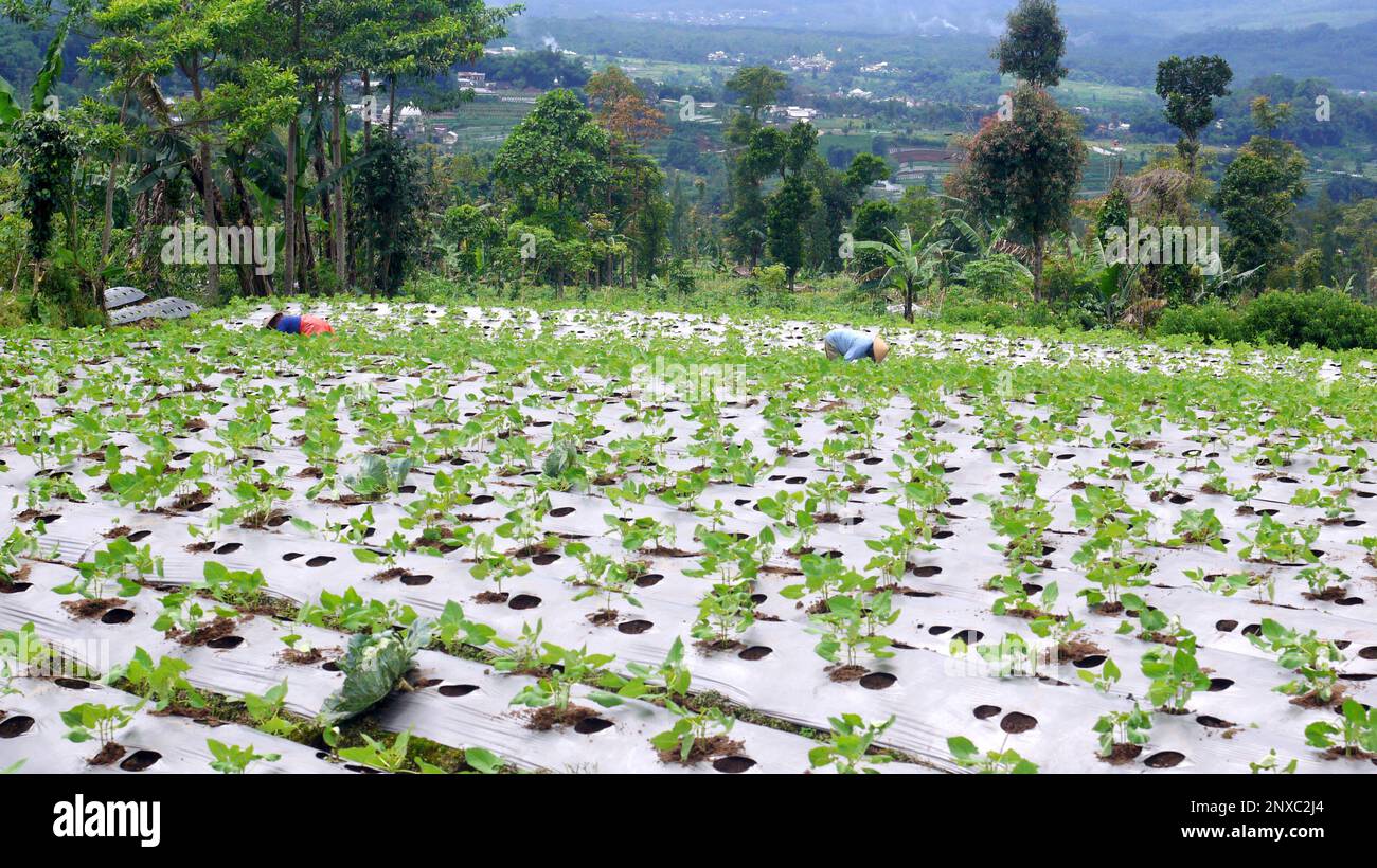 les agriculteurs des régions montagneuses qui cultivent leurs terres agricoles Banque D'Images