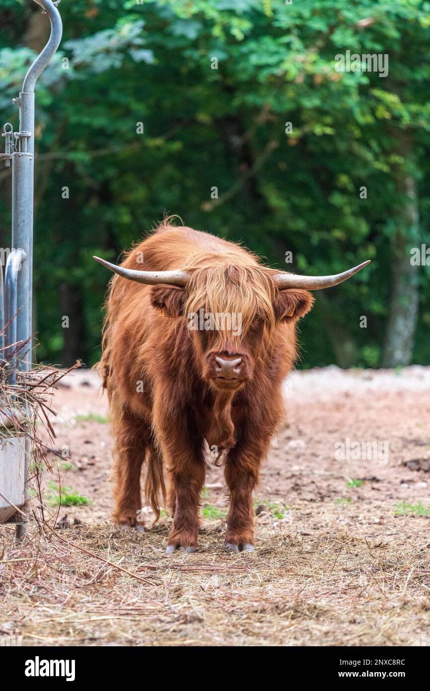 Highland vache dans un pré Banque D'Images