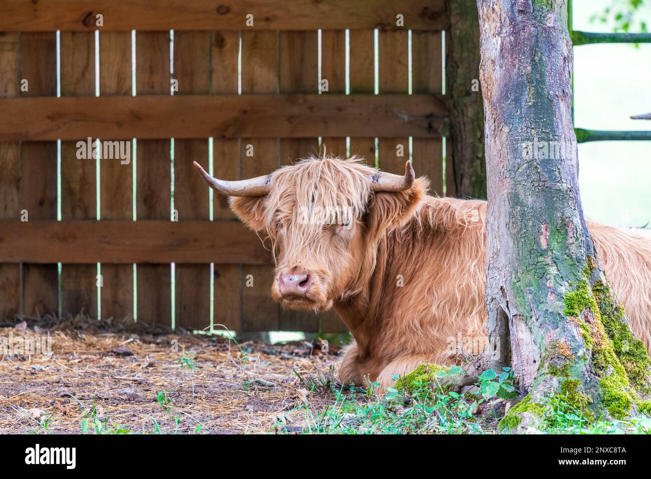Une vache des Highlands dans une ferme Banque D'Images