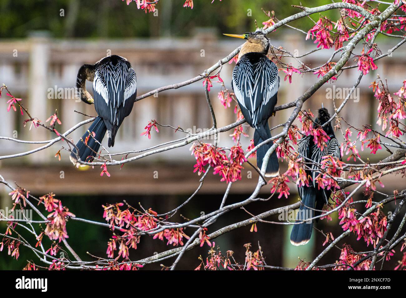 Anhingas (également connu sous le nom de dindes d'eau, de snakebirds ou de dards américains) dans un arbre en fleurs au parc Bird Island à Ponte Vedra Beach, Floride. (ÉTATS-UNIS) Banque D'Images