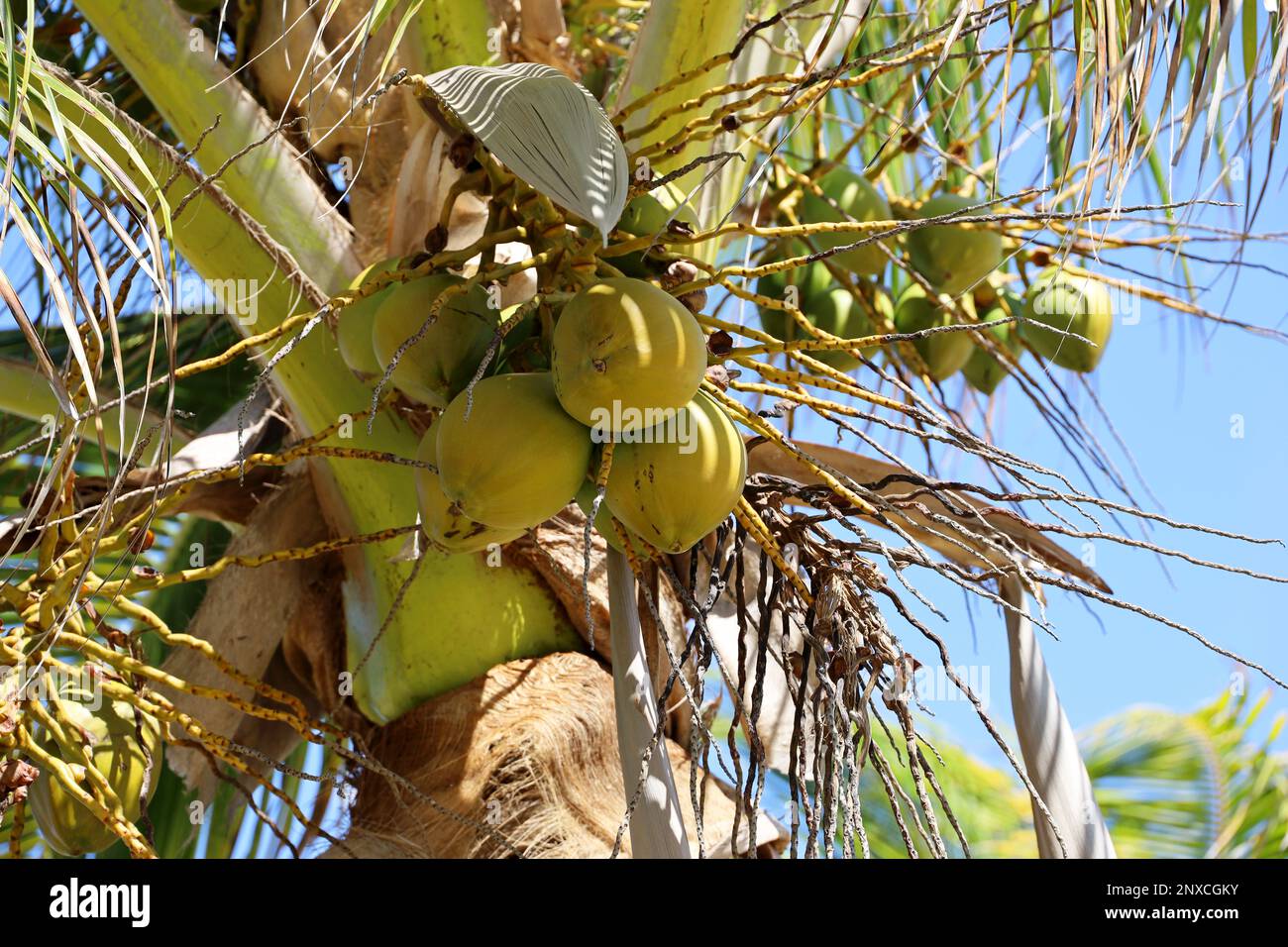 Cocotier avec coco sur un fond de ciel. Arbre sur une plage tropicale Banque D'Images