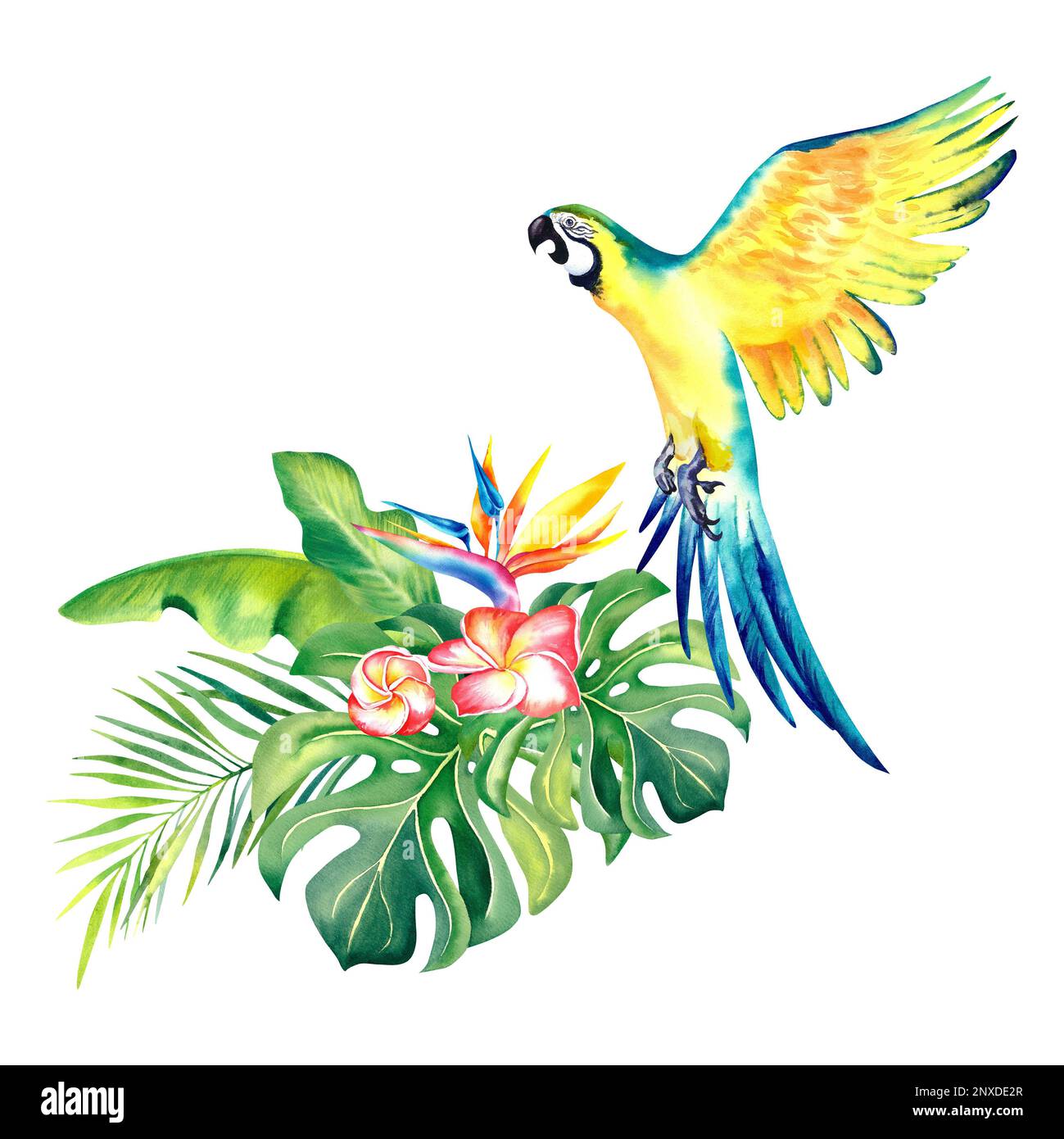 Une composition tropicale de branches de palmier et un perroquet jaune de Macaw. Illustration aquarelle. Oiseaux exotiques. Monstera. Feuilles de banane. Plumeria. Strelitzi Banque D'Images