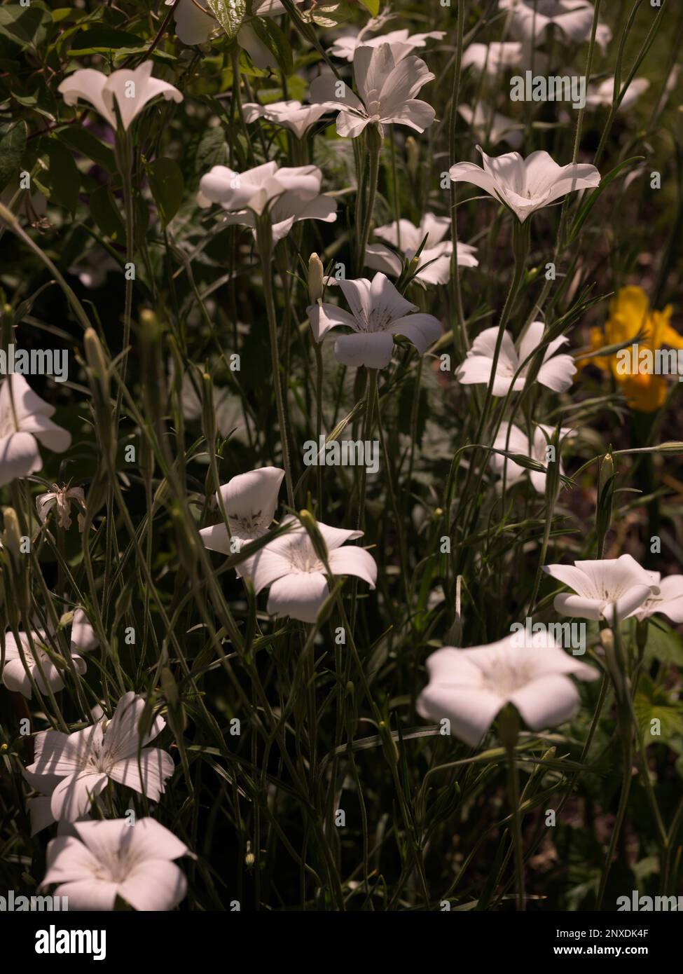 Fleurs d'Agrostemma blanc également connu sous le nom de fleurs de Corncockle Banque D'Images