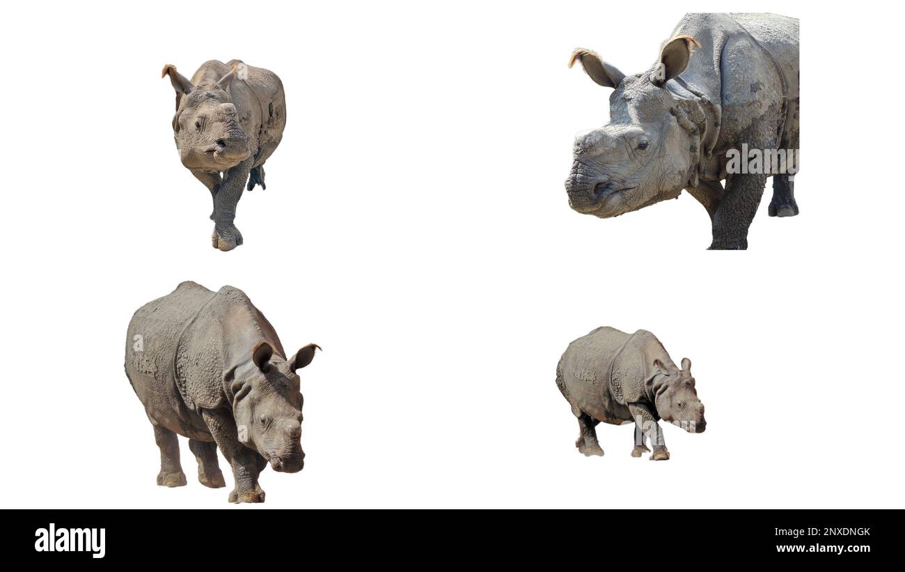 Collage avec des rhinocéros indiens isolés sur fond blanc Banque D'Images