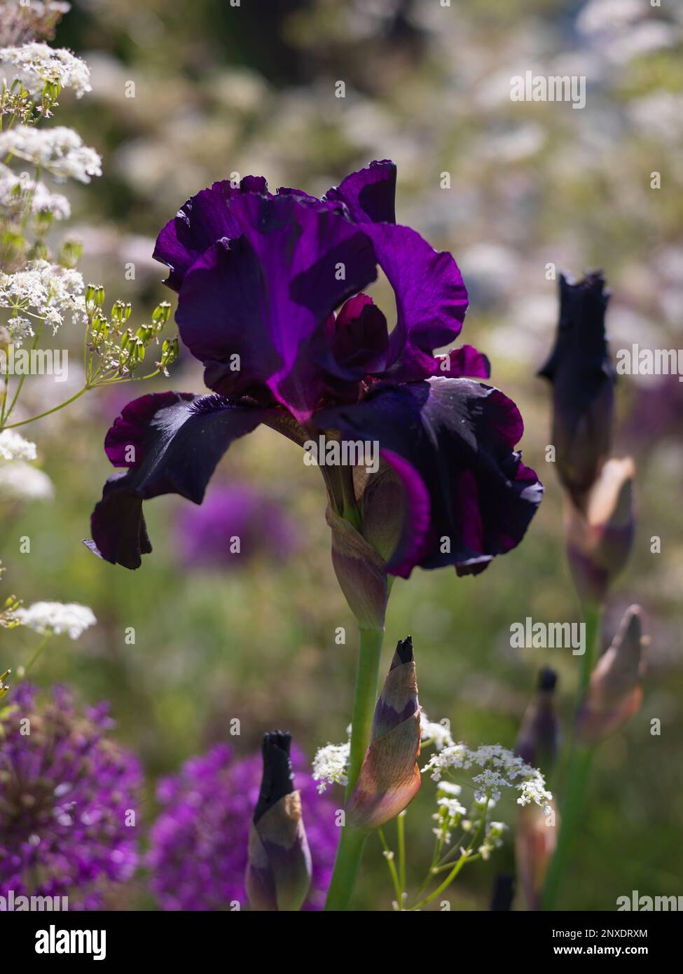 IRIS Banque D'Images